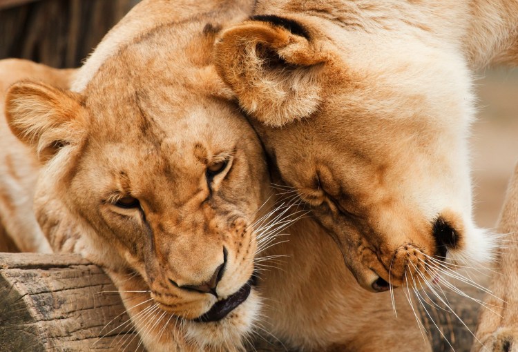 In Kleingruppe durch Tansanias berühmte Safariparks 